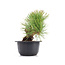 Pinus thunbergii, 17 cm, ± 18 years old