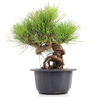 Pinus thunbergii, 20 cm, ± 18 anni