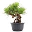 Pinus thunbergii, 20 cm, ± 18 years old