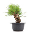 Pinus thunbergii, 20 cm, ± 18 anni