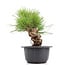 Pinus thunbergii, 20 cm, ± 18 years old