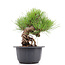 Pinus thunbergii, 20 cm, ± 18 anni