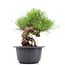 Pinus thunbergii, 20 cm, ± 18 years old