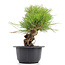 Pinus thunbergii, 20 cm, ± 18 anni