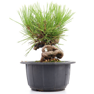 Pinus thunbergii, 16 cm, ± 18 anni