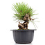 Pinus thunbergii, 16 cm, ± 18 Jahre alt