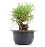 Pinus thunbergii, 16 cm, ± 18 Jahre alt