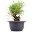 Pinus thunbergii, 16 cm, ± 18 Jahre alt