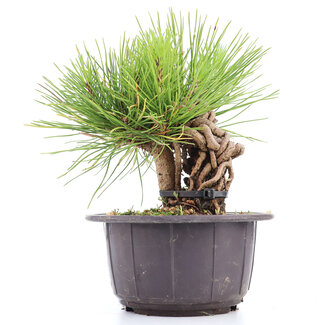 Pinus thunbergii, 16 cm, ± 18 jaar oud