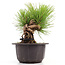 Pinus thunbergii, 16 cm, ± 18 jaar oud