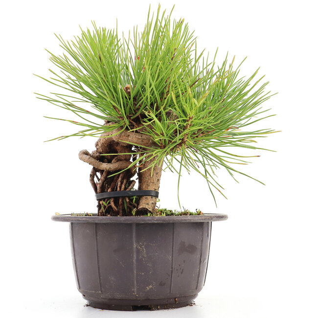 Pinus thunbergii, 16 cm, ± 18 years old