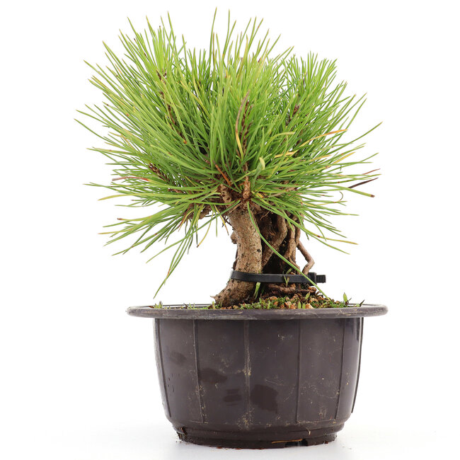 Pinus thunbergii, 16 cm, ± 18 Jahre alt