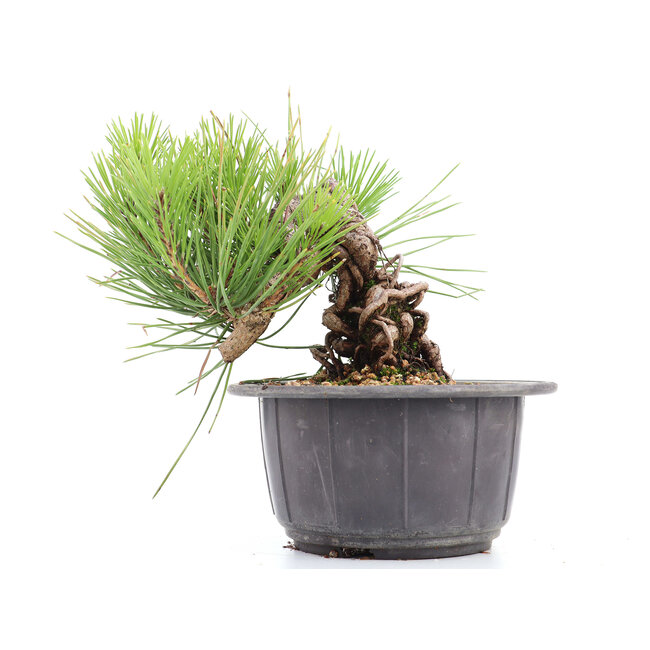 Pinus thunbergii, 14 cm, ± 18 Jahre alt