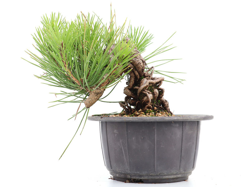 Pinus thunbergii, 14 cm, ± 18 jaar
