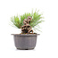 Pinus thunbergii, 14 cm, ± 18 Jahre alt