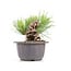 Pinus thunbergii, 14 cm, ± 18 years old