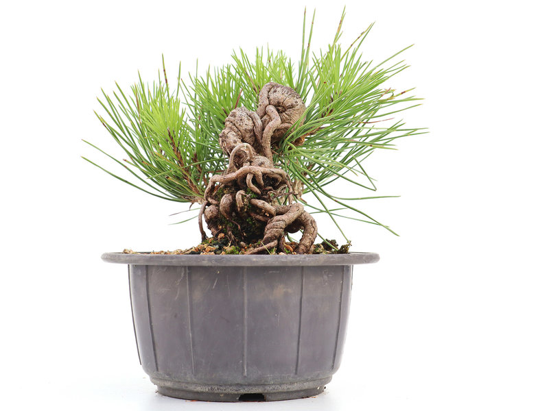 Pinus thunbergii, 14 cm, ± 18 jaar