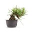 Pinus thunbergii, 14 cm, ± 18 years old