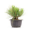 Pinus thunbergii, 14 cm, ± 18 years old