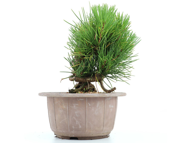 Pinus thunbergii, 16 cm, ± 18 jaar