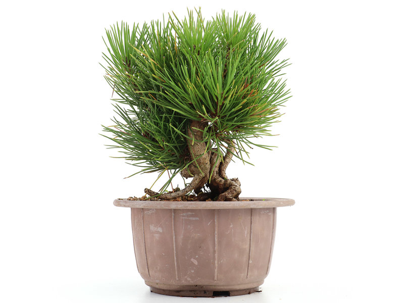 Pinus thunbergii, 16 cm, ± 18 jaar