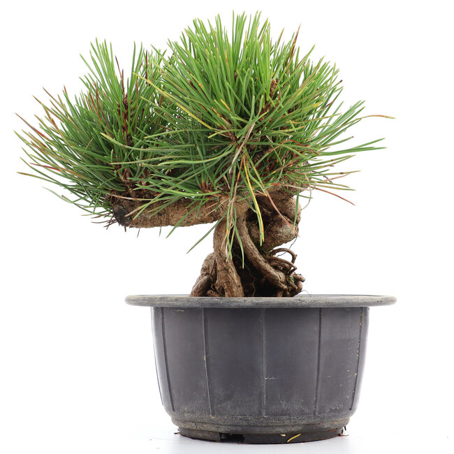 Pinus thunbergii, 16 cm, ± 18 anni