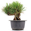 Pinus thunbergii, 16 cm, ± 18 anni