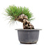 Pinus thunbergii, 16 cm, ± 18 jaar oud