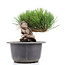 Pinus thunbergii, 16 cm, ± 18 Jahre alt