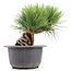 Pinus thunbergii, 16 cm, ± 18 anni