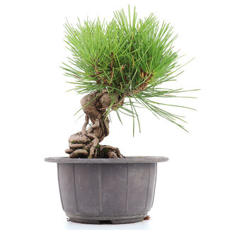 Pinus thunbergii, 19 cm, ± 18 anni