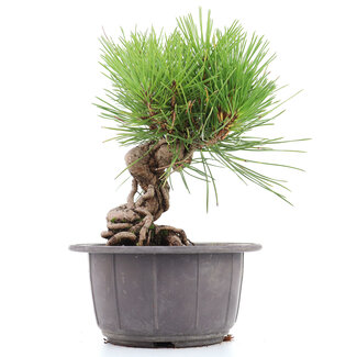 Pinus thunbergii, 19 cm, ± 18 jaar oud