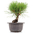 Pinus thunbergii, 19 cm, ± 18 Jahre alt