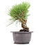 Pinus thunbergii, 19 cm, ± 18 jaar oud