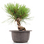 Pinus thunbergii, 19 cm, ± 18 jaar oud