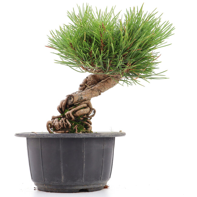 Pinus thunbergii, 18 cm, ± 18 jaar oud