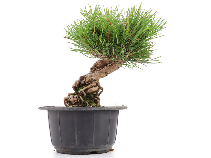 Pinus thunbergii, 18 cm, ± 18 Jahre alt