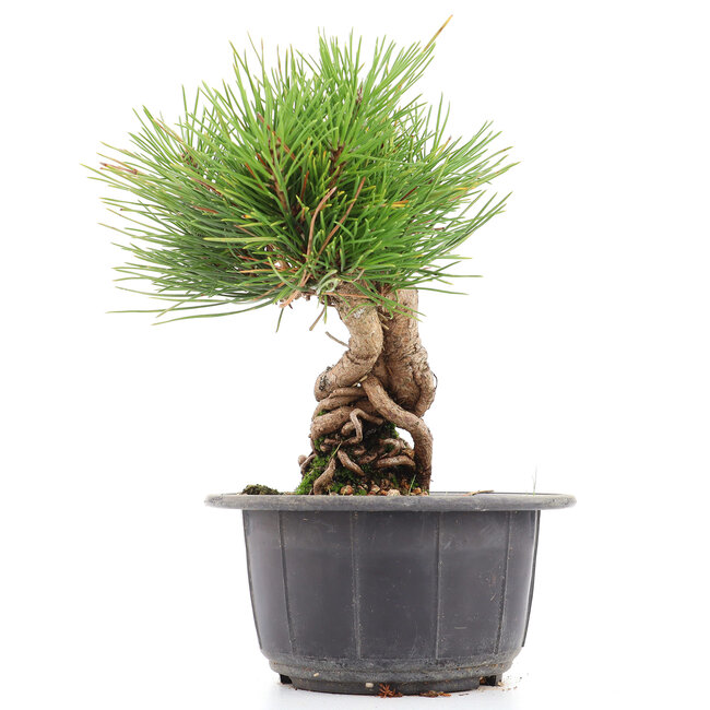 Pinus thunbergii, 18 cm, ± 18 jaar oud