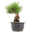 Pinus thunbergii, 18 cm, ± 18 anni