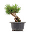 Pinus thunbergii, 18 cm, ± 18 anni