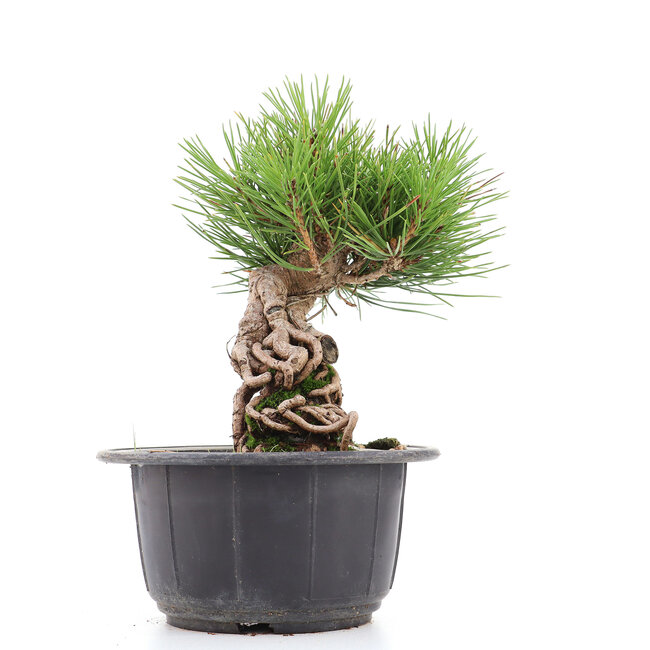 Pinus thunbergii, 18 cm, ± 18 ans