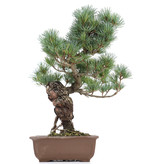 Pinus parviflora, 40 cm, ± 20 jaar oud