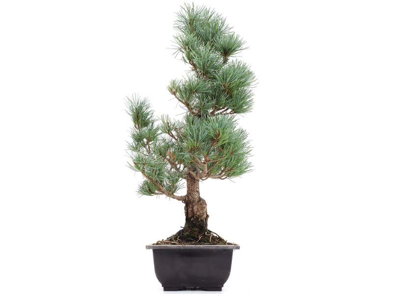 Pinus parviflora, 43 cm, ± 20 jaar oud