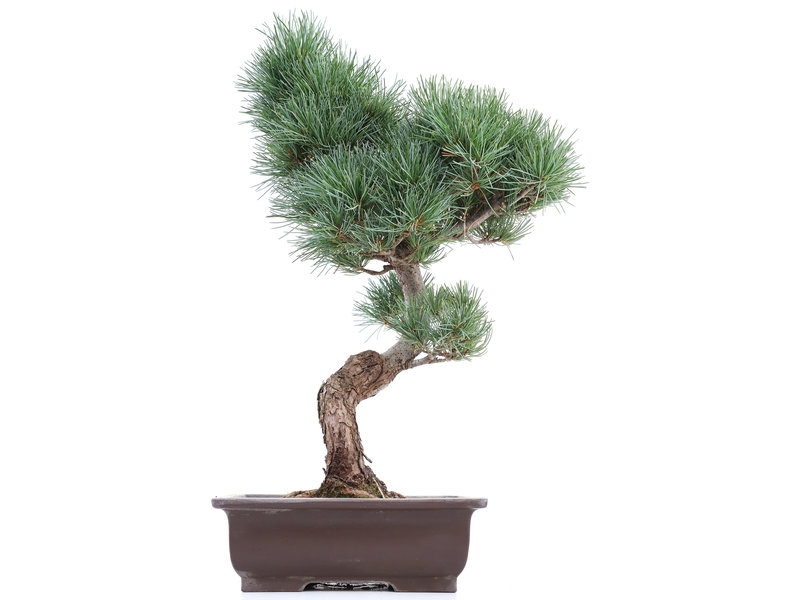 Pinus parviflora, 47 cm, ± 20 jaar oud