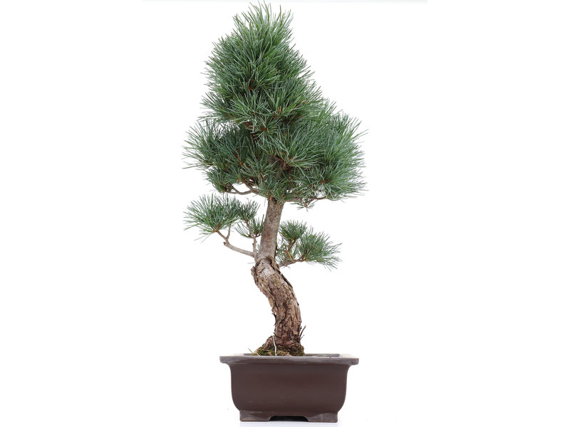Pinus parviflora, 47 cm, ± 20 jaar oud