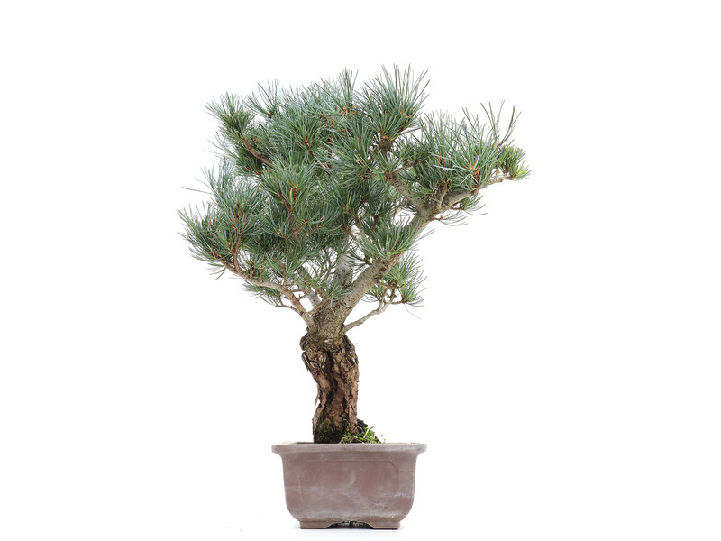 Pinus parviflora, 47,5 cm, ± 20 jaar oud