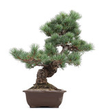 Pinus parviflora, 44 cm, ± 20 Jahre alt
