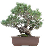 Pinus parviflora, 45 cm, ± 20 Jahre alt