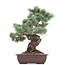 Pinus parviflora, 49 cm, ± 20 jaar oud