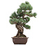 Pinus parviflora, 49 cm, ± 20 jaar oud